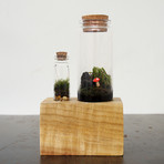 Double Bottle Terrarium Kit