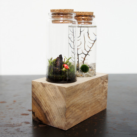 Land + Sea Terrarium Kit