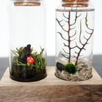 Land + Sea Terrarium Kit