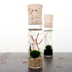 2 Mini Marimo Moss Ball Set