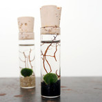 2 Mini Marimo Moss Ball Set