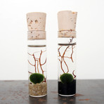 2 Mini Marimo Moss Ball Set