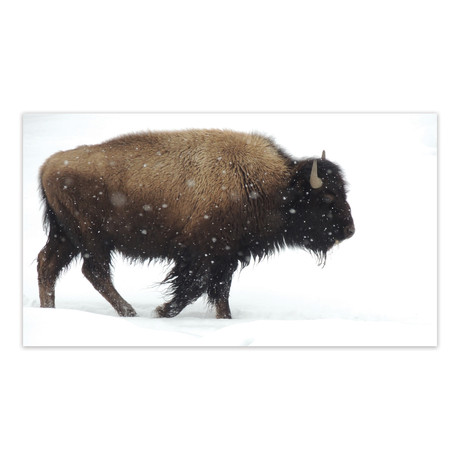 Yellowstone Bison (32"W x 18"H)