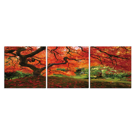 Japanese Maple Triptych