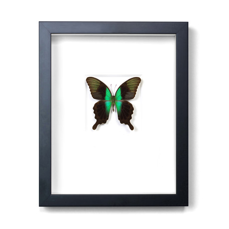 Adamantus Swallowtail // 11 x 14