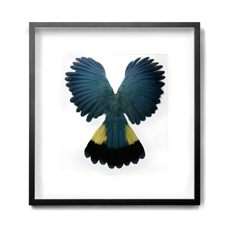 Blue Turaco // 40 x 42