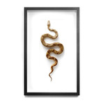 Blonde Hypomelanistic Boa // 18 x 34