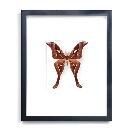 Hercules Moth // 16 x 20