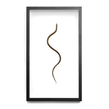 Legless Lizard // 14 x 26