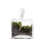 Tropisma DIY Terrarium Kit