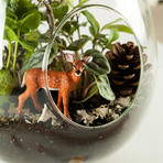 Flora and Fauna Complete Hanging Planter Kit