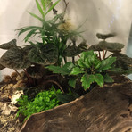 Deluxe Lucky Gardener Kit (Clever Fox)