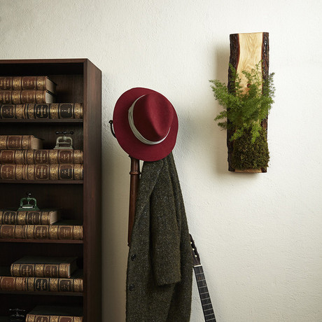 Live-Edge Hardwood Planter // Asparagus Fern