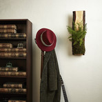 Live-Edge Hardwood Planter // Asparagus Fern