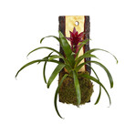 Live-Edge Hardwood Planter // Bromeliad