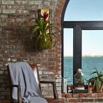 Live-Edge Hardwood Planter // Bromeliad