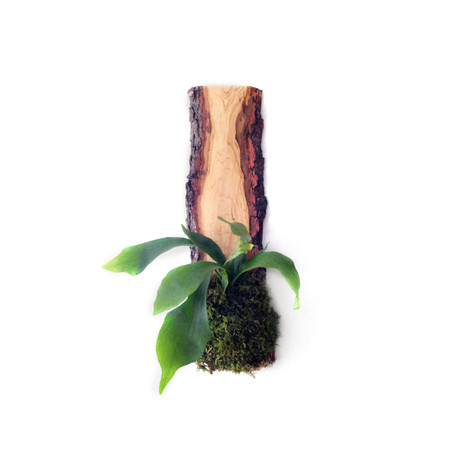 Live-Edge Hardwood Planter // Staghorn Fern