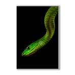 Green Mamba (Mounted Aluminum // 13"L x 20"H)