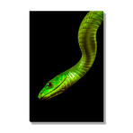 Green Mamba (Mounted Aluminum // 13"L x 20"H)