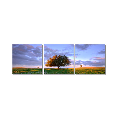Lone Tree // Chinkapook (16" x 48")