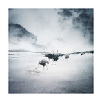 Lost Ostriches (18" x 18")