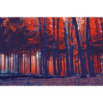 Incandescent Forest Warmth (24”W x 16”H x 1.5"D)