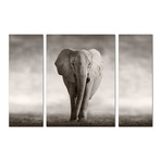 Lone Elephant