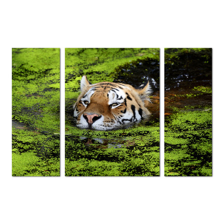 Swimming Tiger