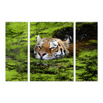 Swimming Tiger