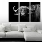 Buffalo in Black and White