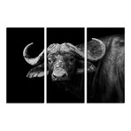 Buffalo in Black and White