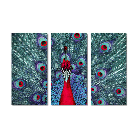 Red Peacock