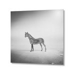 Zebra Mist // Stretched Canvas (16"W x 16"H x 1.5"D)