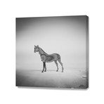 Zebra Mist // Stretched Canvas (16"W x 16"H x 1.5"D)