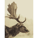 Stag Off // Right (30"W x 24"H x 1.5"D)