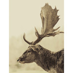 Stag Off // Left (30"W x 24"H x 1.5"D)