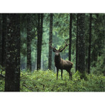 Elk In The Woods (30"W x 24"H x 1.5"D)
