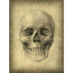 Ash Skull (30"W x 24"H x 1.5"D)