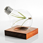 Repurposed Light Bulb // Air Plant Terrarium with Wood Base