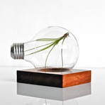 Repurposed Light Bulb // Air Plant Terrarium with Wood Base
