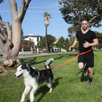 3-In-1 Hands-Free Leash With Built-In Short Lead // Black & Neon Orange (Small/Medium Dogs)