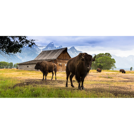 Moulton Barn Buffaloes (30"L x 14"H)
