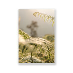 Unfurling Fern (Plexi Print // 20"L x 30"H)