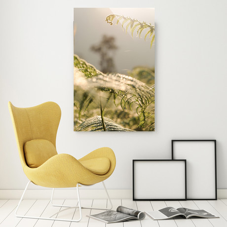 Unfurling Fern (Plexi Print // 20"L x 30"H)