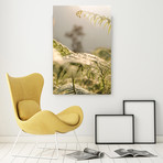 Unfurling Fern (Plexi Print // 20"L x 30"H)