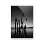 Black & White Bare Trees (Plexi Print // 20"L x 30"H)