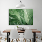 Jungle Heat (Plexi Print // 20"L x 30"H)