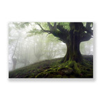 Foggy Forest (Plexi Print // 20"L x 30"H)