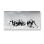 Elephant Herd (Aluminum Print // 30"L x 20"H)