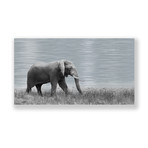 Roaming Elephant (Aluminum Print // 30"L x 20"H)